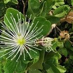 Maerua angolensis Floare