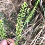 Lepidium bonariense Feuille