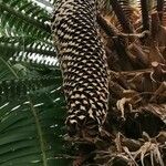 Dioon spinulosum