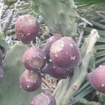 Opuntia stricta Fruit