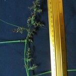 Scleria macrophylla Otro