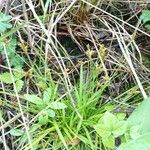 Carex ornithopoda Blad