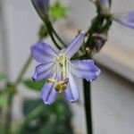 Agapanthus africanus Blomma