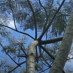 Schizolobium parahyba Hoja