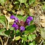 Prunella grandiflora Blomma