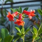Rhododendron × sarcodes