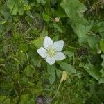 Parnassia palustris Celota