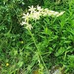 Ornithogalum narbonense Flower