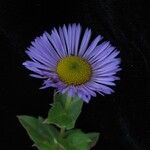 Erigeron multiradiatus Hábito