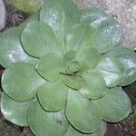 Aeonium nobile ശീലം