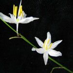Chlorophytum nepalense Fiore