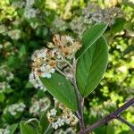 Cotoneaster coriaceus