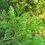 Chamaecyparis thyoides Leaf