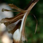 Allium pallens چھال
