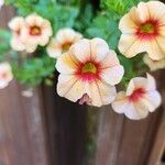 Calibrachoa parviflora花