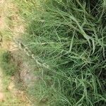 Aeluropus littoralis Plante entière