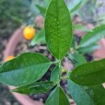 Fortunella japonica Blatt
