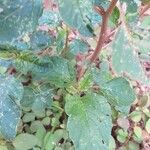 Amaranthus viridis Blatt