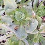 Aeonium cuneatum পাতা