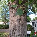 Populus x canadensis Coajă