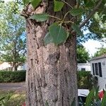 Populus x canadensis Bark