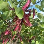 Cercis griffithii Fruto