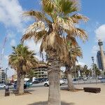 Washingtonia filifera Лист