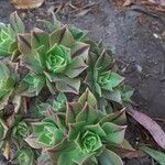 Aeonium leucoblepharum 葉