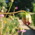 Dahlia merckii Fruit