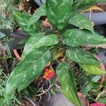 Aglaonema commutatum Leaf