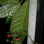 Psychotria laselvensis Other