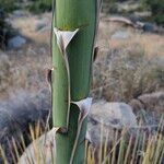 Hesperoyucca whipplei Sonstige