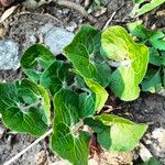 Asarum canadense Habitus