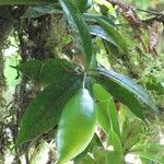 Amphitecna isthmica Nyingine