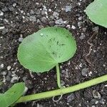 Cissus rotundifolia Lapas