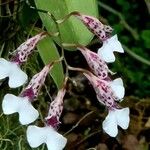 Rodriguezia lanceolata Flower