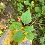 Pilea pumila برگ