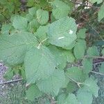 Syringa josikaea Leaf