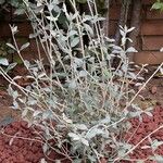 Teucrium fruticansList