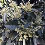 Combretum kraussii Flower