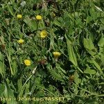 Catananche lutea Habit