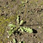 Taraxacum braun-blanquetii Leaf