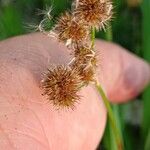 Juncus torreyi 果實