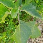 Datura inoxia Leaf