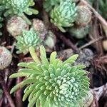 Petrosedum forsterianum Hoja