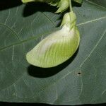 Centrosema sagittatum Fruit