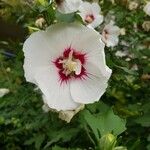 Hibiscus syriacusFloare