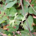 Ptychotis saxifraga Likasa