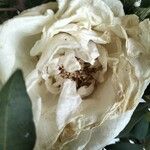 Paeonia mascula Blüte