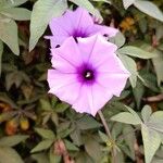 Ipomoea cairica Çiçek